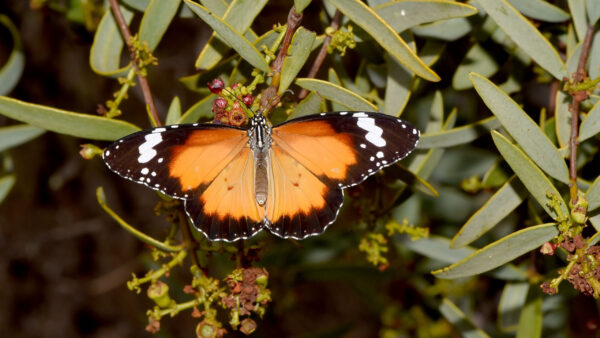 Wallpaper Design, Brown, Leaves, Black, Butterfly, Green