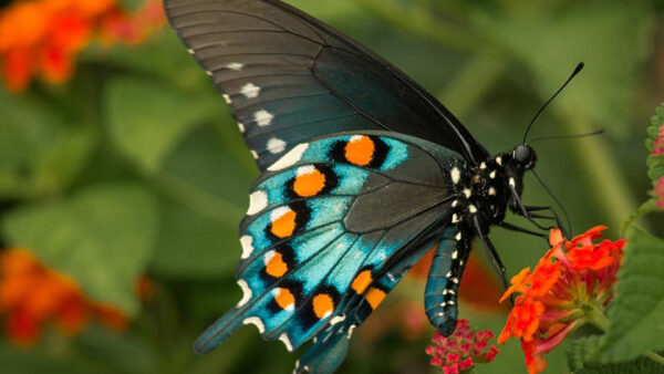 Wallpaper Dots, Green, Black, Background, Flower, Yellow, Red, Design, Butterfly, Blue