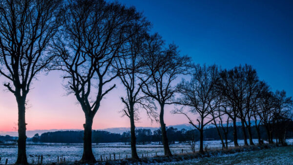 Wallpaper Sky, Blue, Snowy, Field, Trees, The, Nature, Under