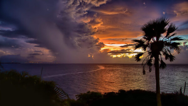 Wallpaper Black, Bing, Yellow, Sky, Plants, Ocean, Under, Bushes, Trees, Green, Palm, Clouds