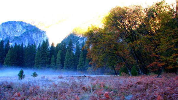 Wallpaper Plants, Daytime, During, Bushes, Fog, Trees, View, Nature, Mountain, Landscape, Green