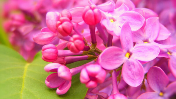 Wallpaper Lilac, Green, Leaf, Pink, Flowers