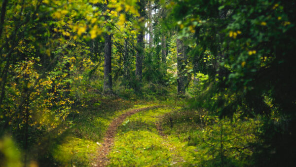 Wallpaper Forest, Nature, Bushes, Between, Grass, Green, Path, Background, Plants, Trees