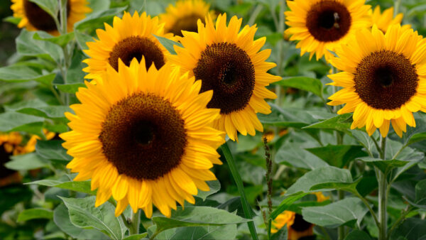 Wallpaper Flowers, Sunflowers, Plants, During, Green, Leaves, Closeup, Petals, View, Yellow, Daytime