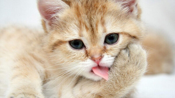 Wallpaper Expression, Kitten, Brown, Cat, Out, Funny, Tongue, Grey, Eyes, White