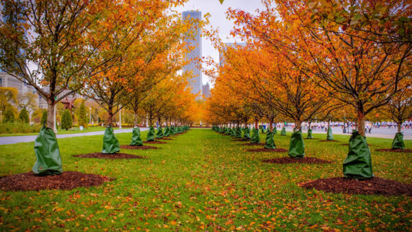 Wallpaper Background, White, Green, Fall, Under, Building, Sky, Trees, Orange, Autumn