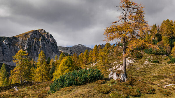 Wallpaper Under, Bushes, Nature, Spruce, Clouds, Black, Sky, Plants, Rock, Mountains, White, Trees