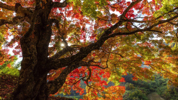 Wallpaper Fall, Red, During, Yellow, Green, Leaves, Branches, Daytime, Autumn, Tree