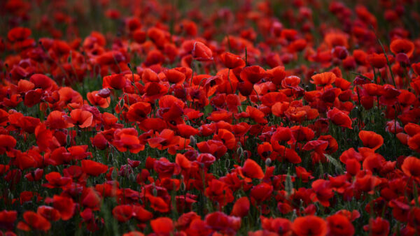 Wallpaper Poppy, Red, Flowers, Common, Plants, Field, Blur, Buds, Background