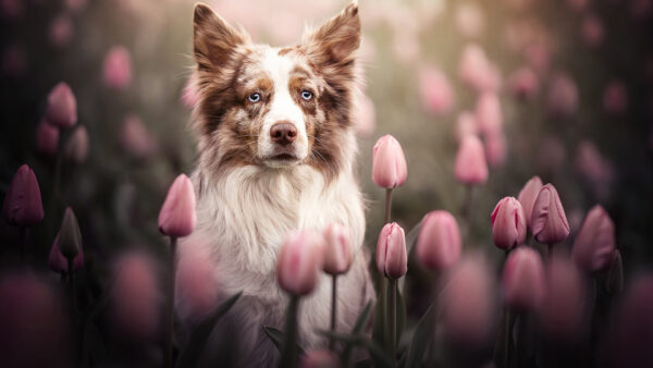 Wallpaper Dog, Flowers, Standing, Border, Background, Tulip, Blur, Pink, Field, Collie