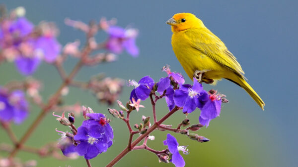 Wallpaper Birds, Saffron, Yellow, Sitting, Purple, Bird, Flower, Finch, Desktop