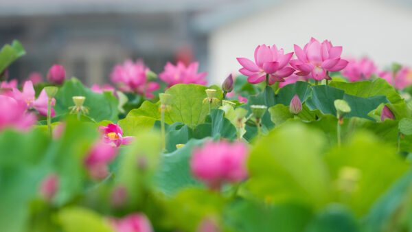 Wallpaper Desktop, Lotus, Leaves, Flowers