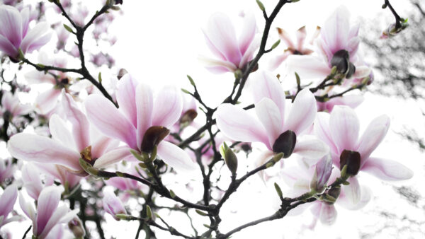 Wallpaper Pink, Flower, Magnolia, Spring, Light, Desktop, The