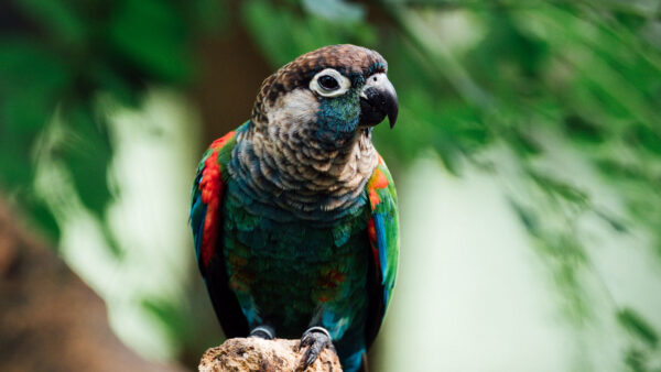 Wallpaper Desktop, Mobile, Parrot, Colorfu, Blur, Leaves, Bird, Background, Green, Birds