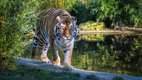 Wallpaper Animals, Road, Body, Tiger, Water, Walking, Near, Desktop