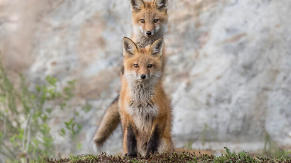 Wallpaper Desktop, Background, Animals, Green, Foxes, Grass, Blur, Two