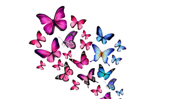 Wallpaper Purple, Desktop, Butterflies, And, Blue