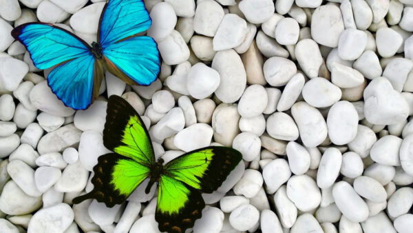 Wallpaper Butterflies, Blue, Green, Stone, Butterfly, White