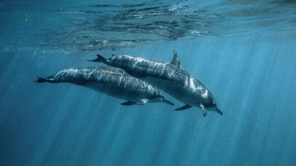 Wallpaper Desktop, Animals, The, Dolphins, Water, Inside