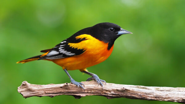 Wallpaper Desktop, Bird, Green, Tree, Yellow, Branch, Background, Black, Birds