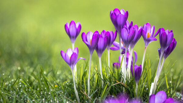 Wallpaper Purple, Grasses, Spring, Desktop, Flowers