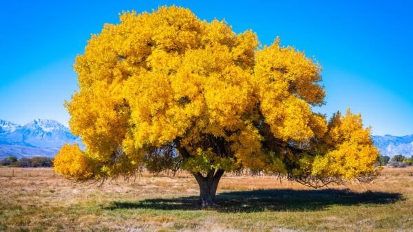 Wallpaper Leaves, Background, Desktop, Branches, Sky, Nature, Yellow, Tree, Mobile, Blue