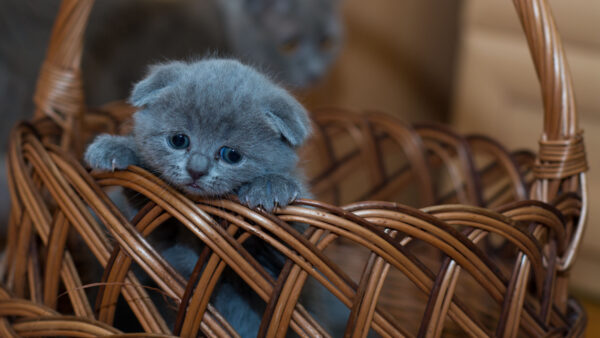 Wallpaper Ash, Kitten, Inside, Basket, Shorthair, Bamboo, British