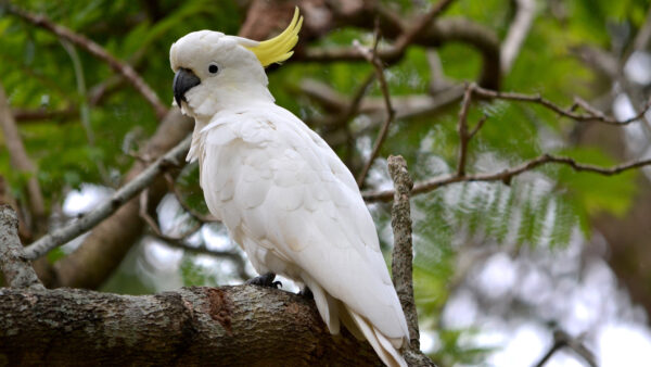 Wallpaper Cockatoo, Perching, Birds, Sulphur-Crested, White, Bird, Mobile, Desktop, Tree, Branch
