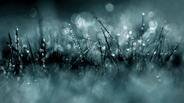 Wallpaper Background, With, Water, Drops, Desktop, Nature, Mobile, Closeup, Grass, Bokeh, View