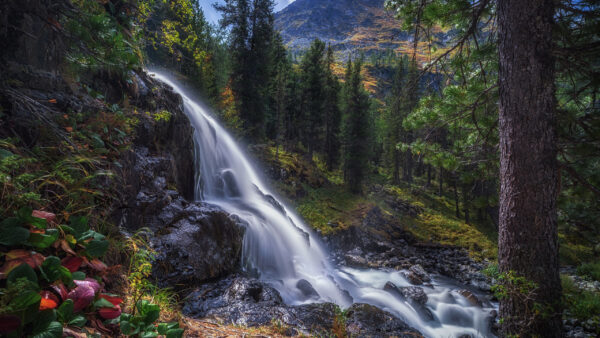 Wallpaper Waterfall, Nature, Forest, Russia, Around, And, Desktop, Trees