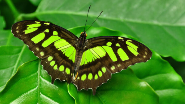 Wallpaper Leaves, Butterfly, Black, Green