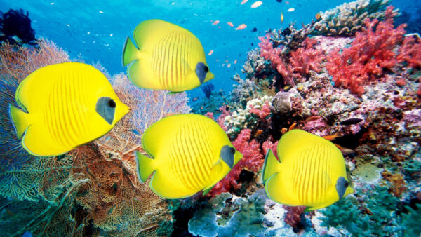 Wallpaper Fishes, Animals, Yellow, Blue, Sea, Desktop, Deep