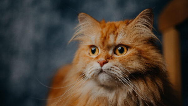 Wallpaper Brown, Blur, Background, Eyes, Cat, Yellow, White