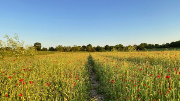 Wallpaper Mobile, Sky, Between, Flowers, Trees, Under, Grass, Nature, Desktop, Red, Path, Background, Blue, Common, Poppy, Field