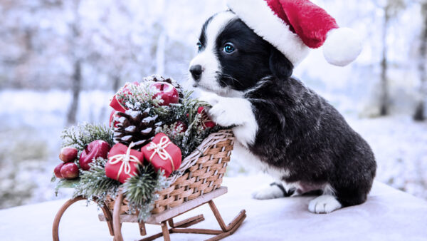 Wallpaper Puppy, Santa, Hat, Bamboo, Black, Sled, Standing, Blue, Near, Eyes, Desktop, Dog, Wearing