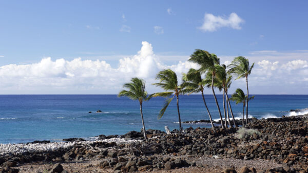 Wallpaper Blue, Under, Background, Nature, Sky, Ocean, Trees, Desktop, Beach, Mobile, Palms, White, Sand, Stone, Clouds