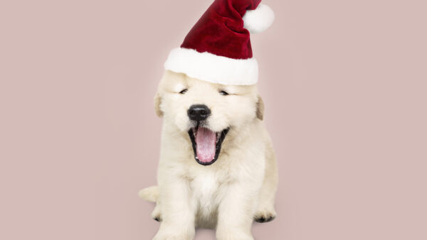 Wallpaper Animal, Dog, Puppy, Santa, Labrador, With, Retriever, Baby, Hat