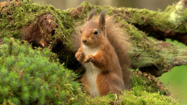 Wallpaper Squirrel, Eyes, Black, Desktop