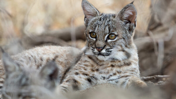 Wallpaper Eyes, Desktop, Brown, With, Cat, Background, Shallow