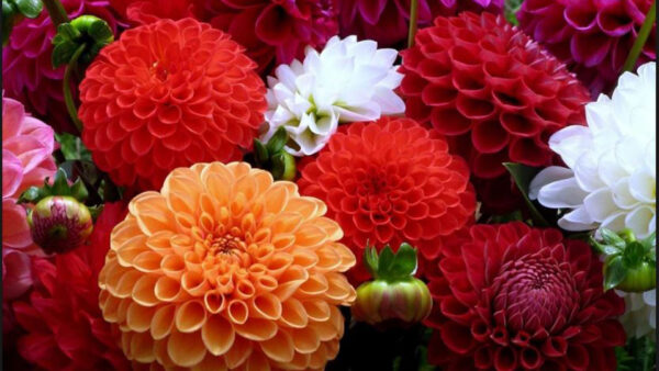 Wallpaper Background, Colorful, Dahlia, Flowers