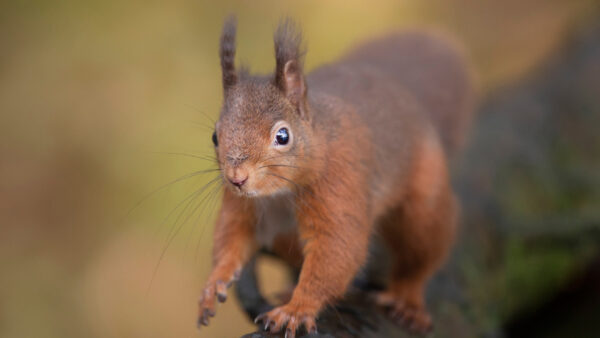 Wallpaper Red, Squirrel, Desktop, Tree, Climbing