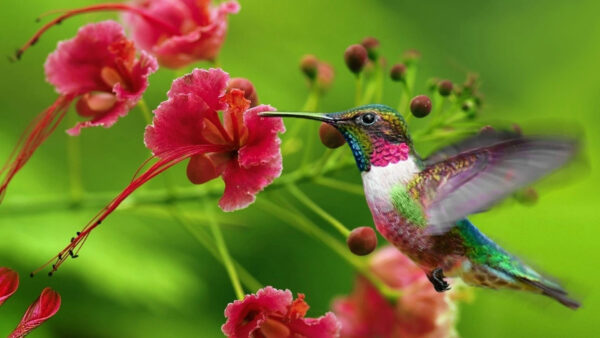 Wallpaper Sharp, Hummingbird, Birds, Long, Colorful, Beak, Background, Green, Hovering