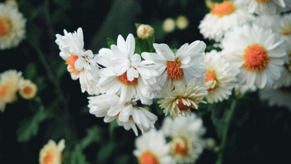 Wallpaper White, Flowers, Field, Bloom, Tanacetum