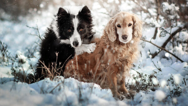 Wallpaper Are, Collie, Snow, Dogs, Sitting, Dog, Border, Spaniel