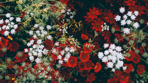 Wallpaper Red, Leaves, Green, White, Plants, Flowers