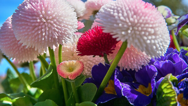 Wallpaper Dark, Purple, Light, Flowers, Pink