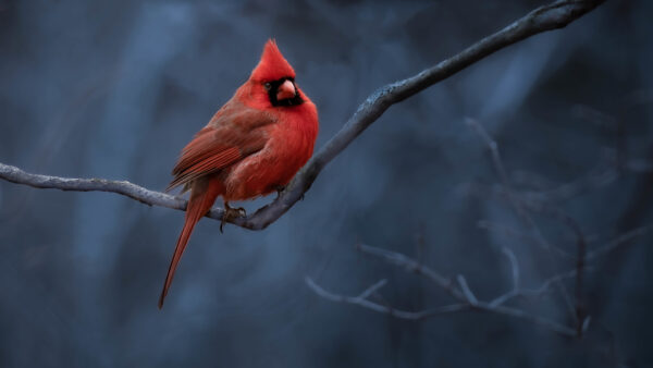 Wallpaper Desktop, Red, Stick, Bird, Tree, Mobile, Cardinal, Birds, Standing, Background, Blur