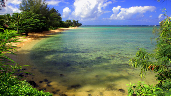 Wallpaper Nature, Bushes, Trees, Green, Leaves, Blue, Clouds, Plants, Ocean, Sky, Sand, Background, White, Beach