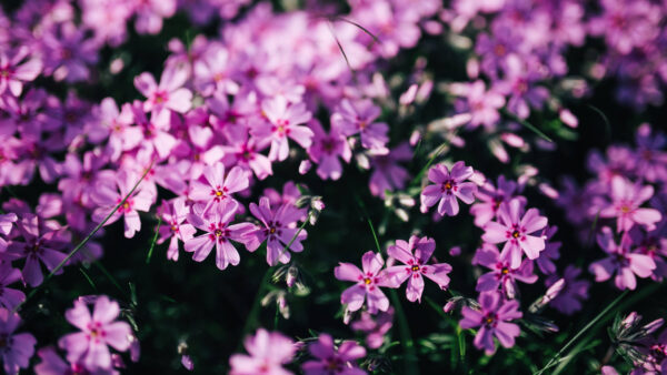 Wallpaper Catchfly, Plant, Spring, Purple, Grass, Flowers, Green, Field