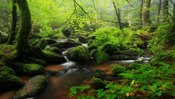 Wallpaper Trees, And, Background, Plants, Algae, Covered, Green, Between, Water, Rocks, Forest, Bushes, Nature, Stream